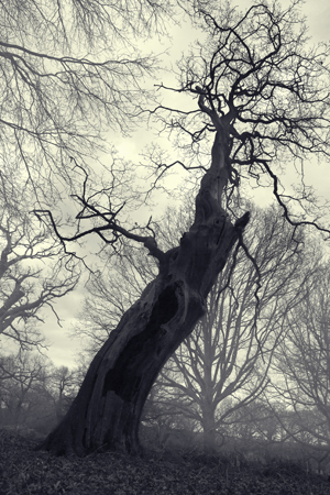 Spooky screaming tree