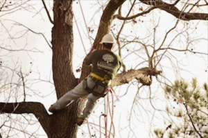 Tree Pruning