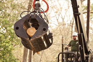 Tree Removal