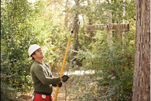 PHC (Plant Health Care)