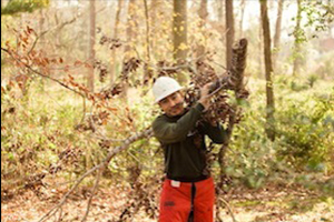 Arboricultural Consulting