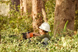 Forest Management