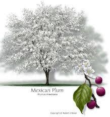 April1-Great-tree