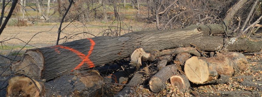 A diseased tree is cut down